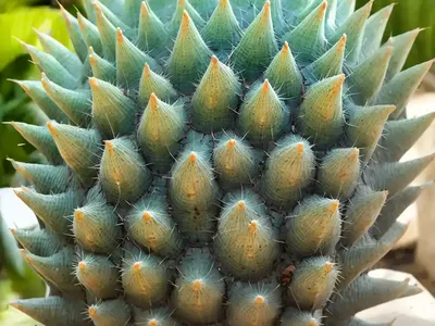 Prickly Cycad (Encephalartos Altensteinii)