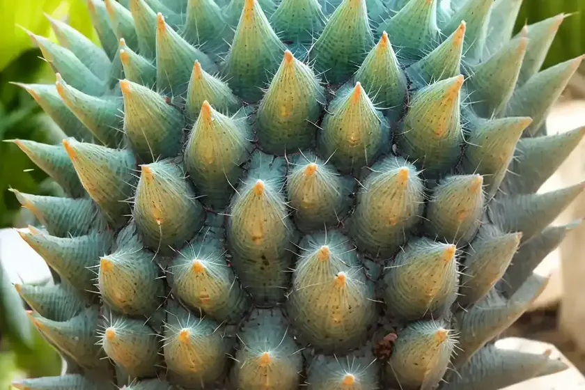 Prickly cycad (encephalartos altensteinii)