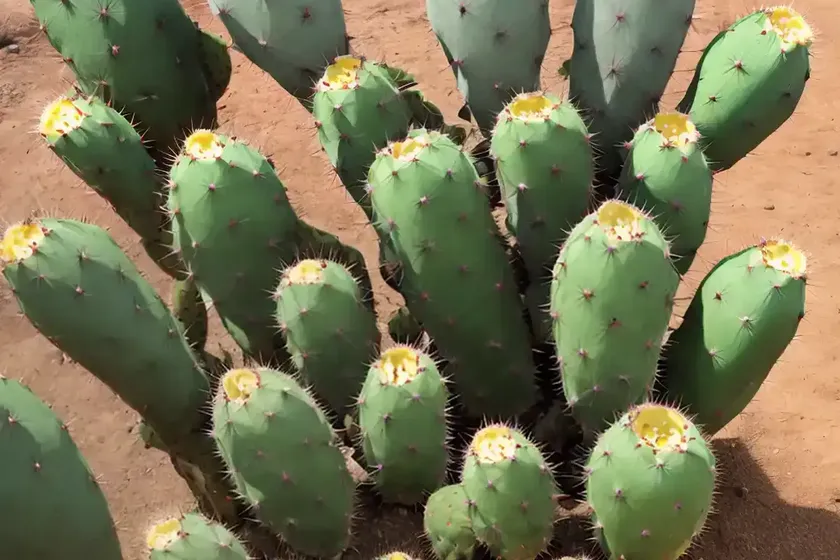 Prickly pear cactus (opuntia) — photo 3