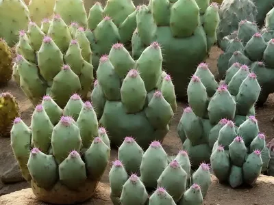 Prickly Pear Cactus (Opuntia)