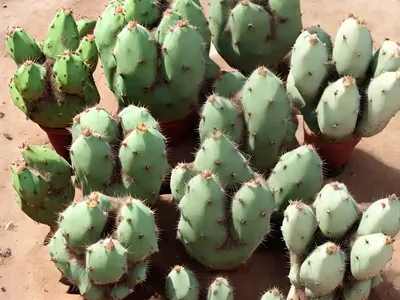 Prickly-pear (Opuntia Humifusa)