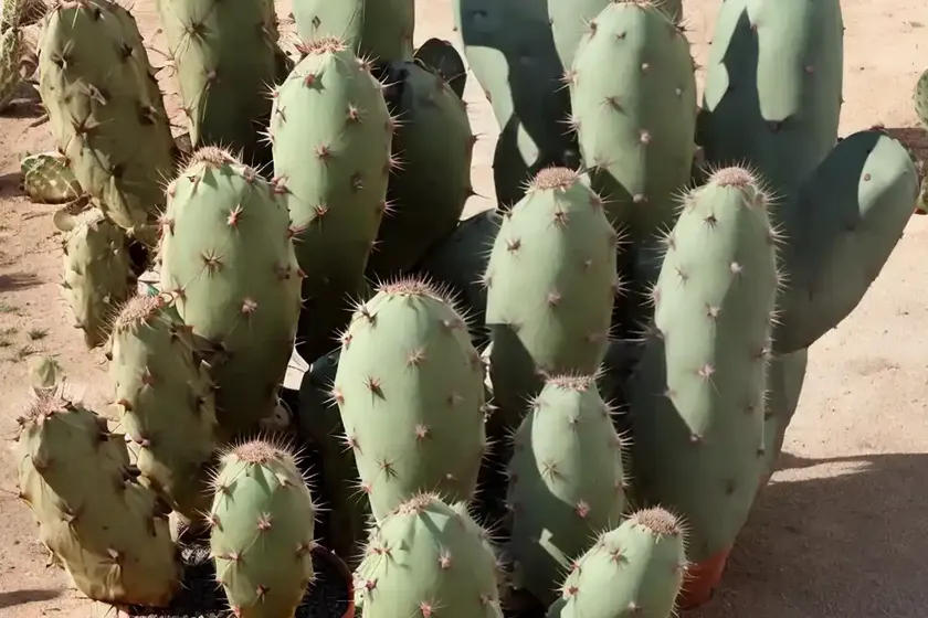 Prickly pear (opuntia monacantha) — photo 2