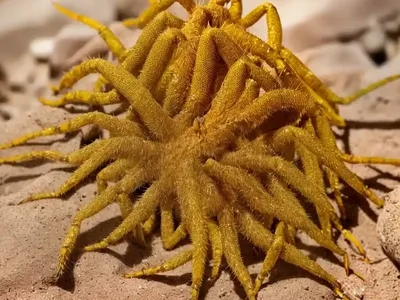 Prickly Scorpion’S-Tail (Scorpiurus Vermiculatus)
