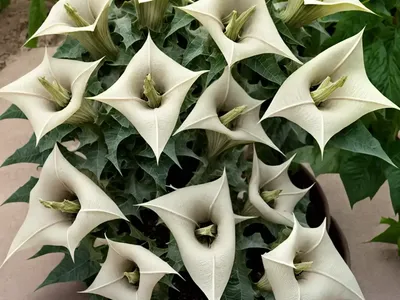 Pricklyburr (Datura Inoxia)