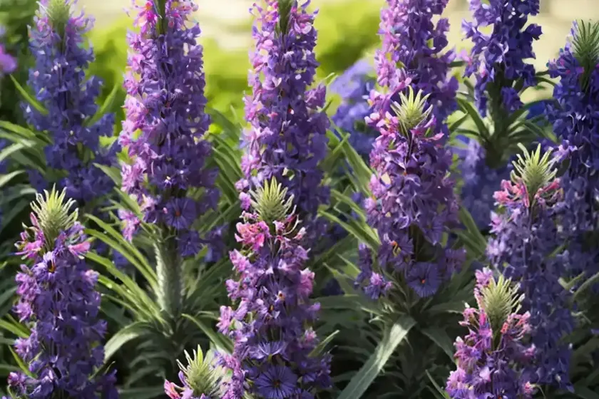 Pride of madeira (echium candicans) — photo 2