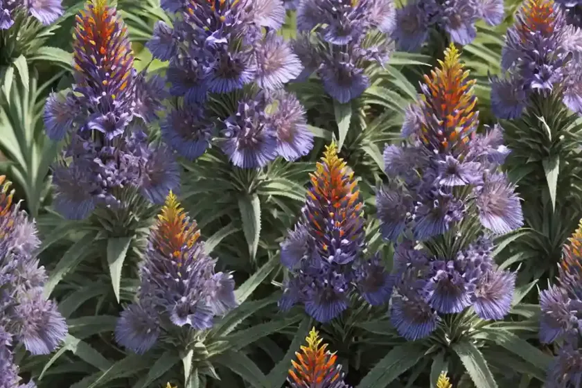 Pride of madeira (echium candicans) — photo 3