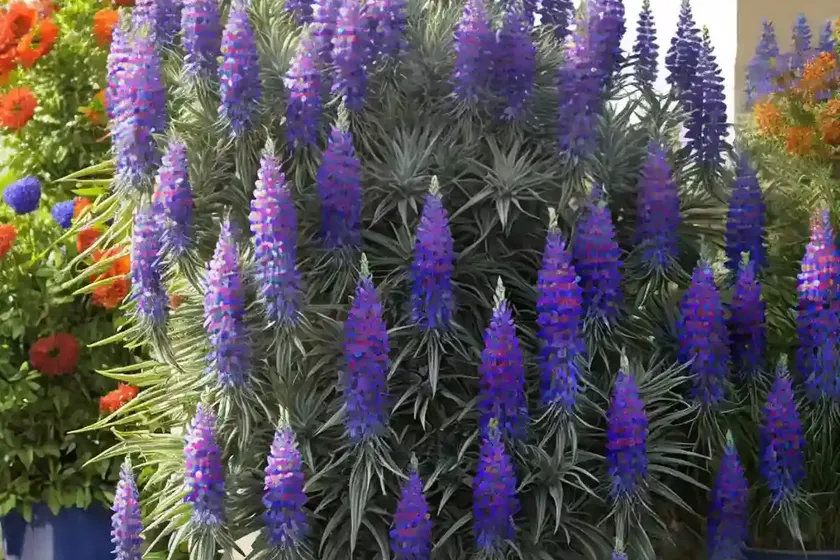 Pride of madeira (echium candicans) — photo 3