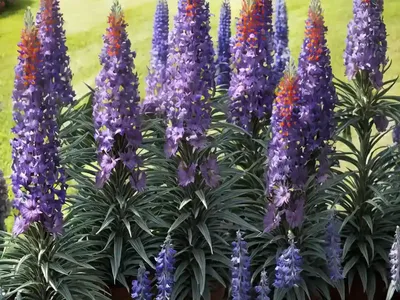 Pride Of Madeira (Echium Candicans)