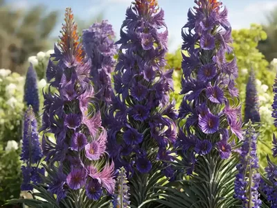 Pride Of Madeira (Echium Candicans)