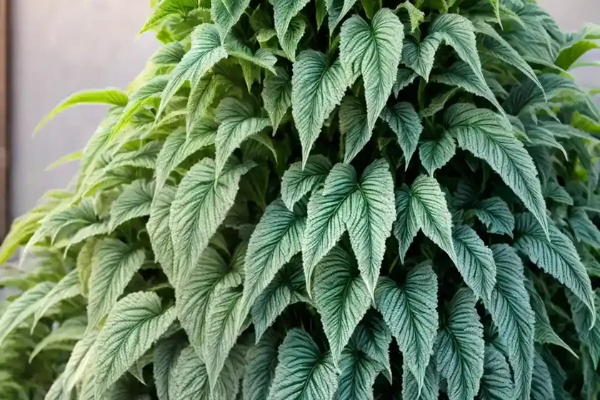 Prince’s-feather (amaranthus hypochondriacus) — photo 2