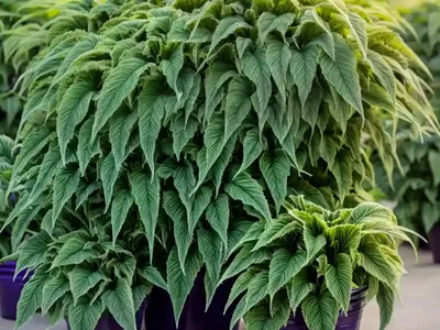 Prince’s-feather (Amaranthus Hypochondriacus)