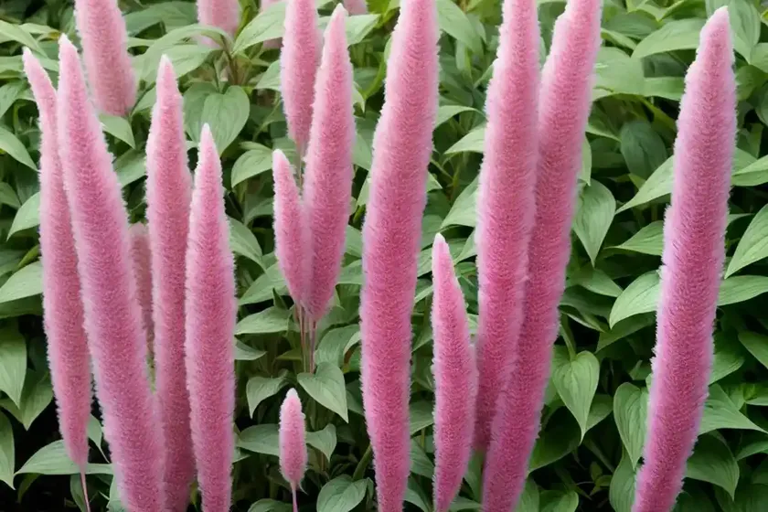 Princess-feather (persicaria orientalis) — photo 3