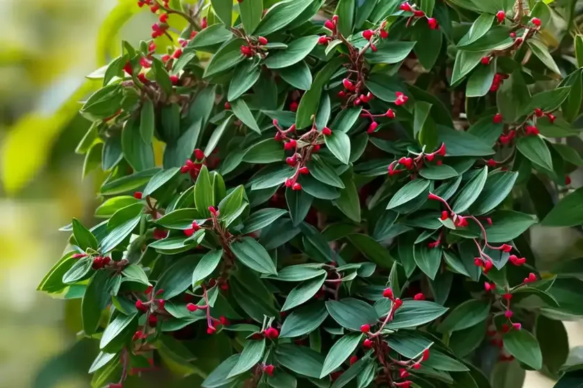 Privet honeysuckle (lonicera pileata ‘moss green’) — photo 2