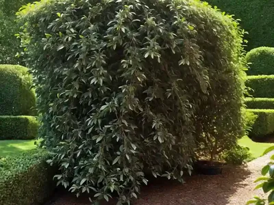 Privet Honeysuckle (Lonicera Pileata ‘Royal Carpet’)