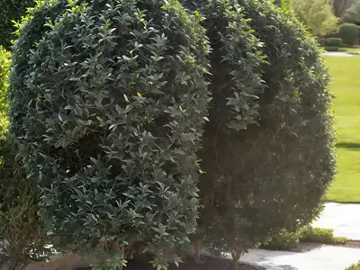 Privet (Ligustrum Ovalifolium)