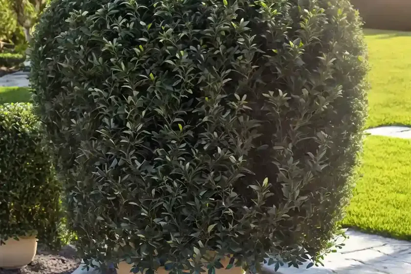 Privet (ligustrum x ibolium) — photo 2