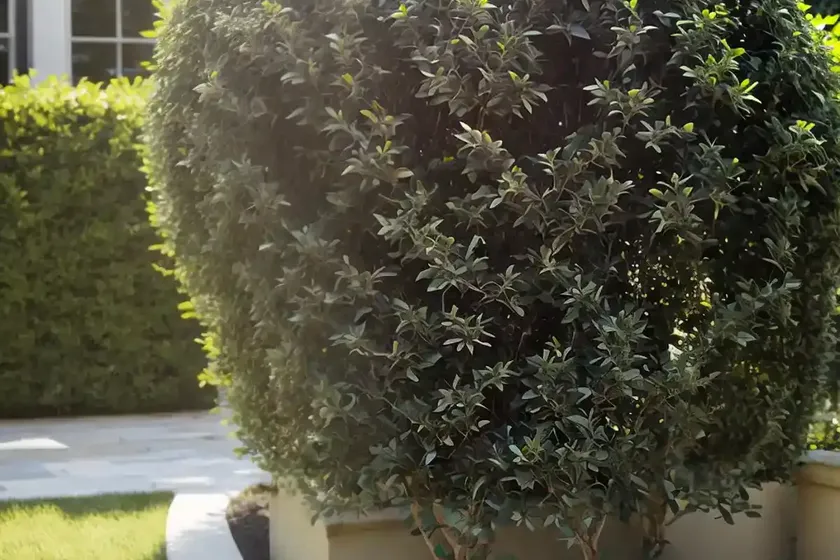Privet (ligustrum x ibolium) — photo 3
