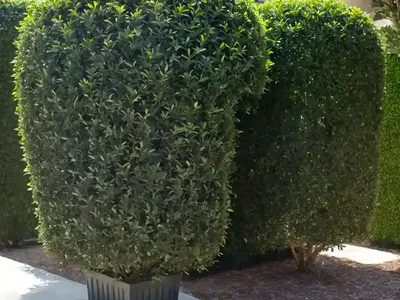 Privet (Ligustrum X Ibolium)