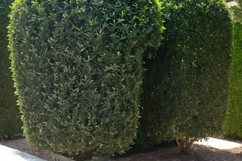 Privet (ligustrum x ibolium)