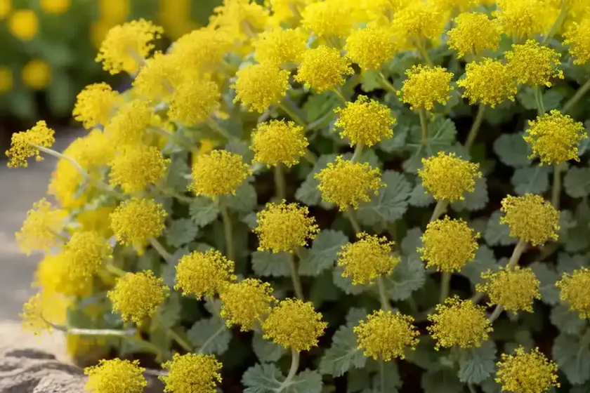 Prostrate hedge-mustard (sisymbrium polyceratium) — photo 3