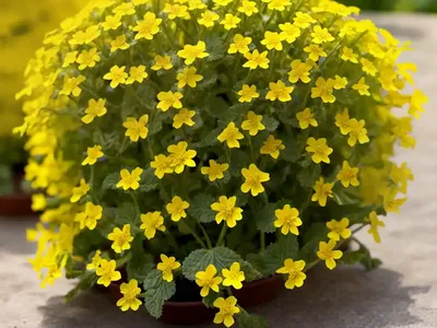 Prostrate Hedge-Mustard (Sisymbrium Polyceratium)