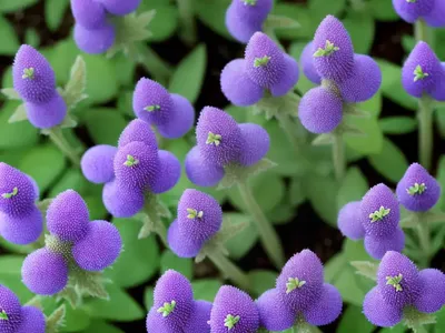 Prostrate Speedwell (Veronica Prostrata ‘Nestor’)