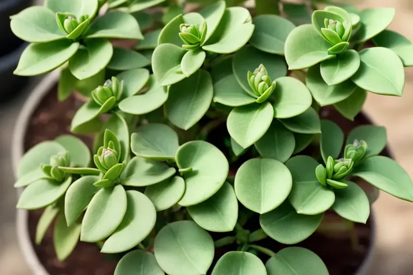 Prostrate spurge (euphorbia chamaesyce) — photo 2