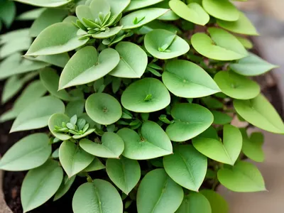 Prostrate Spurge (Euphorbia Chamaesyce)
