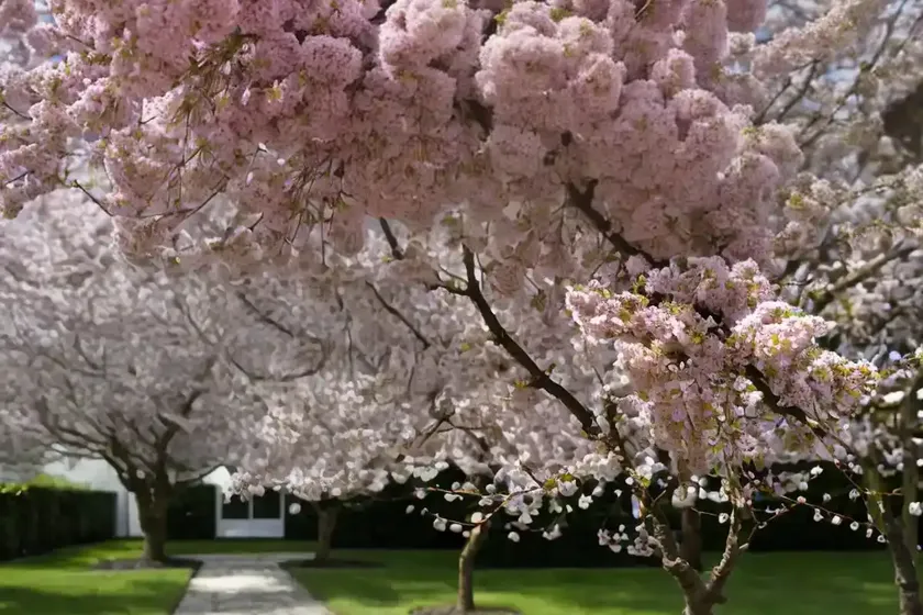 Prunus avium ‘black tartarian’ (sweet cherry) — photo 2