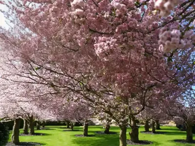 Prunus Avium ‘Black Tartarian’ (Sweet Cherry)