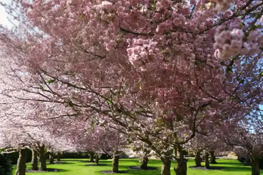 Prunus avium ‘black tartarian’ (sweet cherry)
