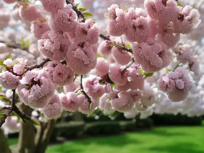 Prunus Avium ‘Lapins’ (Sweet Cherry)