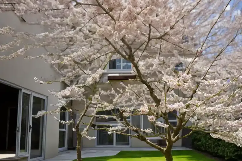 Prunus avium ‘plena’ (wild cherry) — photo 3