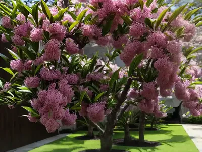 Prunus Caroliniana (Carolina Cherry Laurel)