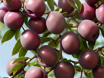 Prunus Domestica ‘Stanley’ (European Plum)