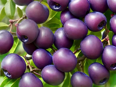 Prunus Insititia (Damson Plum)