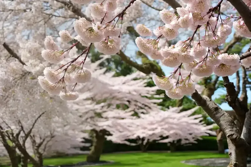 Prunus ‘kanzan’ (japanese flowering cherry) — photo 3