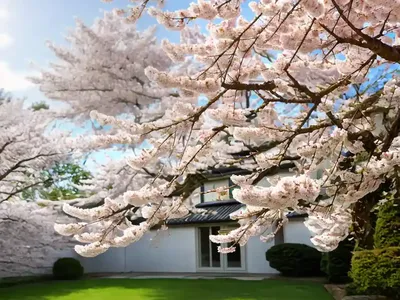 Prunus ‘Kanzan’ (Japanese Flowering Cherry)