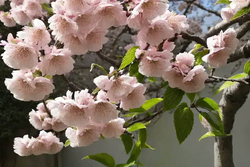 Prunus ‘kiku-shidare-zakura’ (japanese flowering cherry) — photo 2