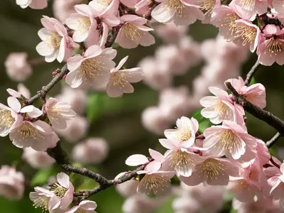 Prunus ‘Kiku-Shidare-Zakura’ (Japanese Flowering Cherry)