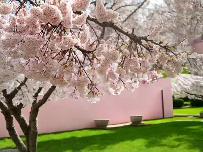 Prunus ‘Kursar’ (Flowering Cherry)