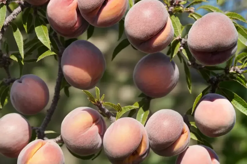 Prunus persica ‘belle of georgia’ (peach) — photo 2
