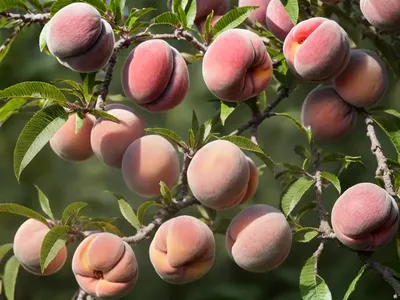 Prunus Persica ‘Belle Of Georgia’ (Peach)