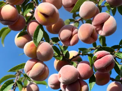 Prunus Persica ‘Bonanza’ (Peach)