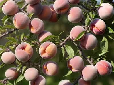 Prunus Persica ‘Elberta’ (Peach)