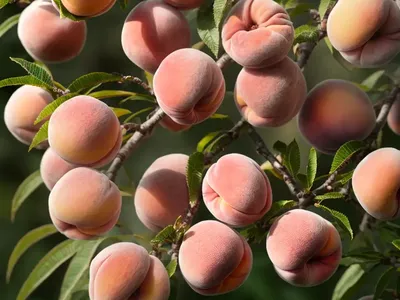 Prunus Persica ‘Golden Jubilee’ (Peach)