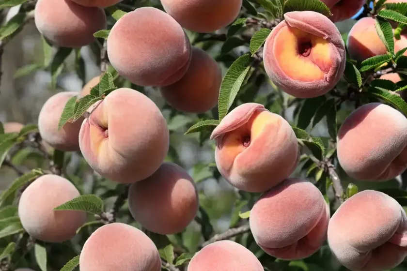 Prunus Persica ‘Hale Haven’ (Peach) — photo 2