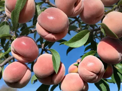 Prunus Persica ‘Hale Haven’ (Peach)