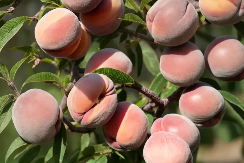 Prunus persica ‘harvester’ (peach) — photo 2