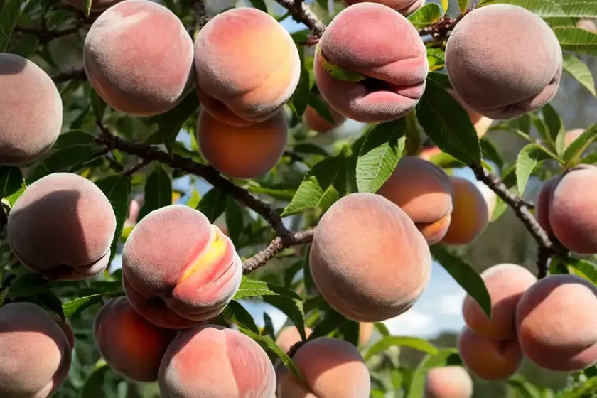 Prunus persica ‘harvester’ (peach) — photo 3